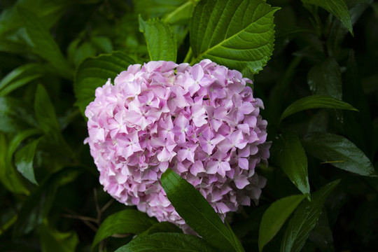 粉色繡球花朵