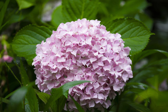 粉色繡球花朵