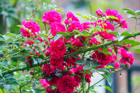 薔薇花