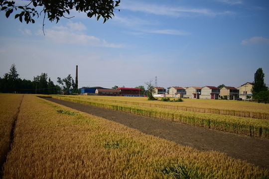 稻田