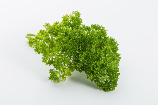 荷蘭芹