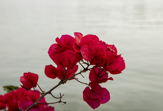 簕杜鵑