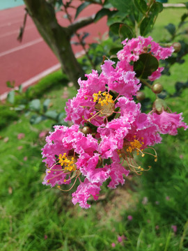 紫微花