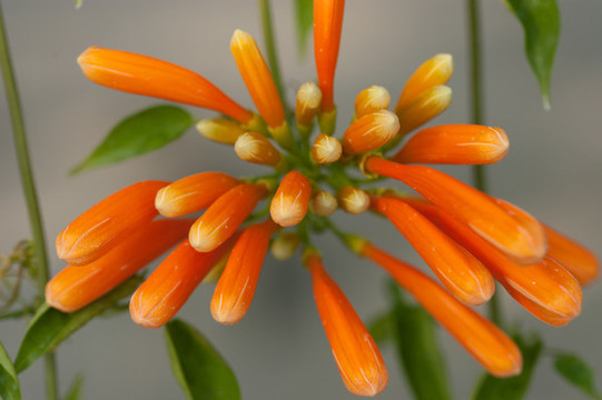 炮仗花