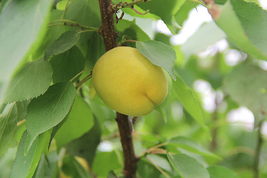 枝頭杏
