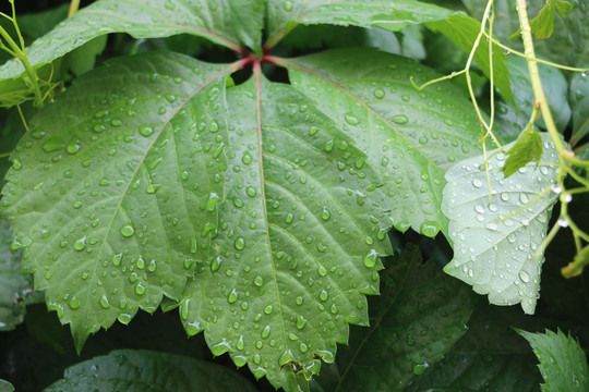 雨后爬山虎綠葉