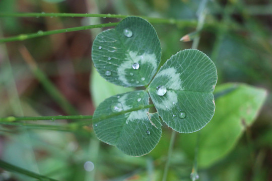 露水和草