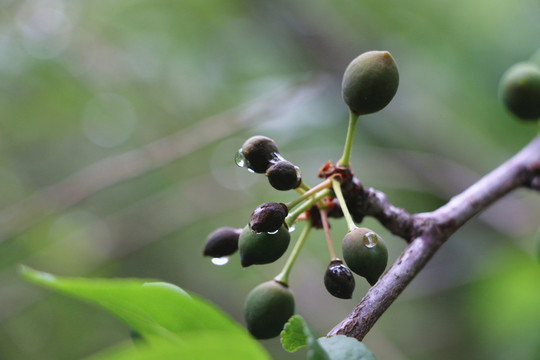 雨后的青果