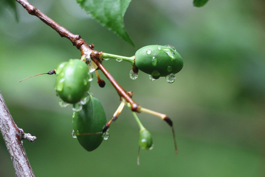 高清果實(shí)和露珠