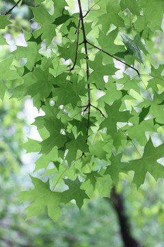 唯美樹(shù)葉