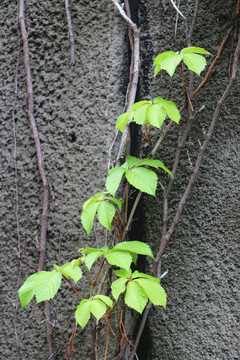雨后爬山虎綠葉