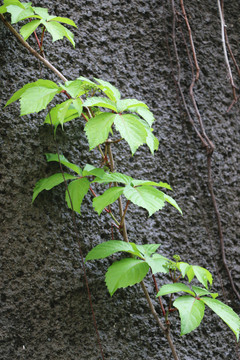 爬山虎綠葉