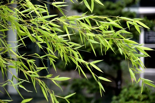 竹子竹葉