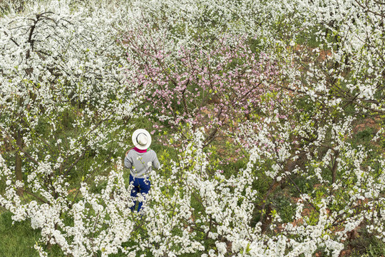 李子花