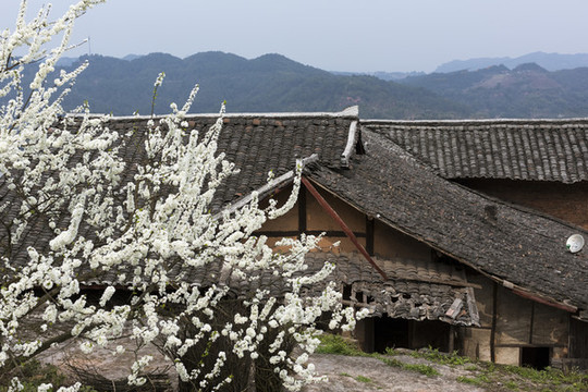 李子花