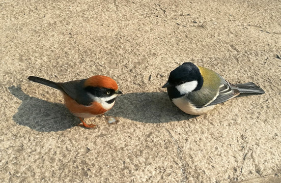 鳥