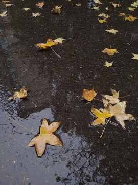 秋雨落葉