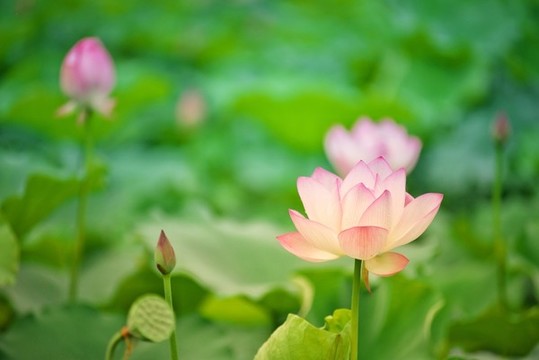 荷花盛放