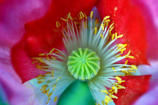 花蕊