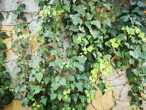 綠植墻