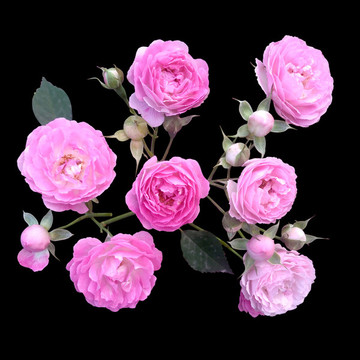 月季花