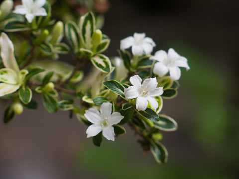 茜草科植物白馬骨枝葉和白色花朵