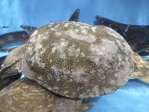 甲魚素材