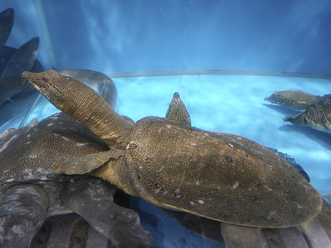 鮮活甲魚
