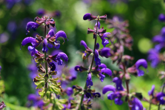 藍(lán)花鼠尾草