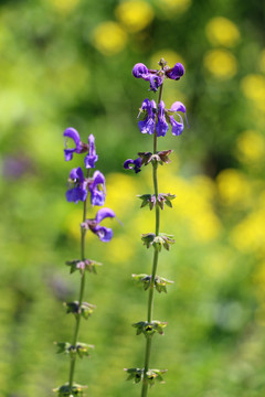 藍(lán)花鼠尾草高清圖