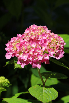 繡球綠植