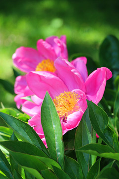 花團(tuán)錦簇的芍藥