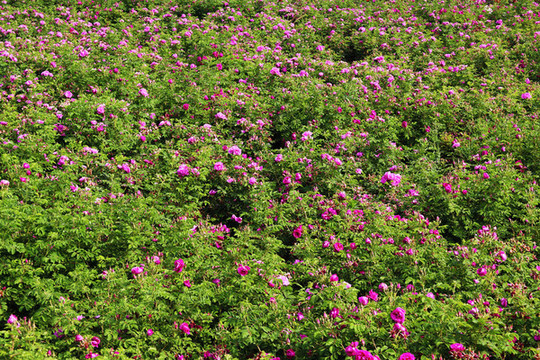 玫瑰花種植基地
