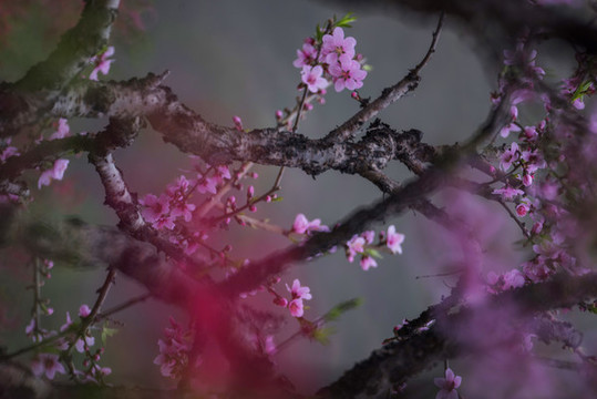 桃花