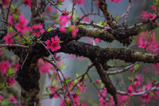 桃花