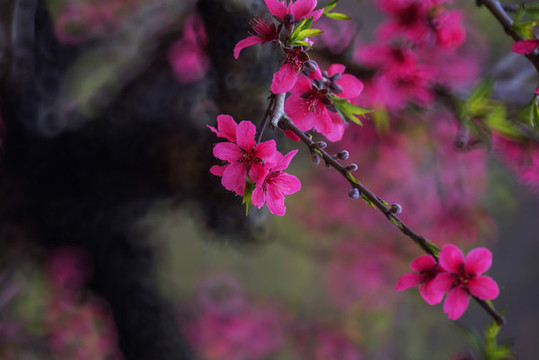 桃花