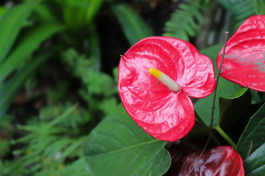 花燭