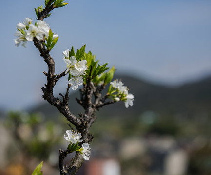 花李花李子花金塘