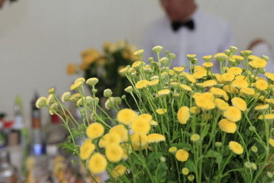 冷餐臺(tái)上的小雛菊