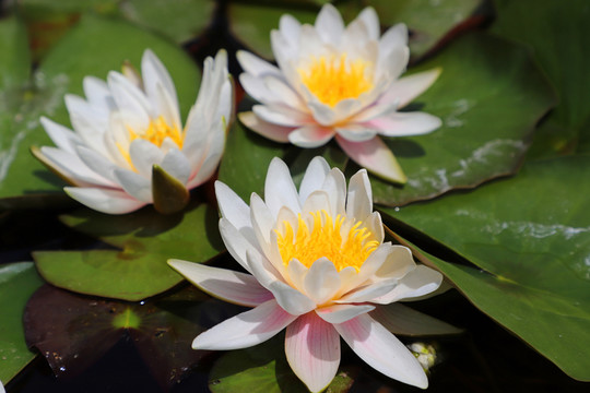 唯美蓮花