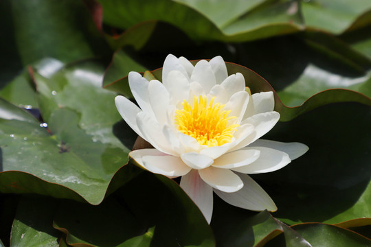 唯美蓮花