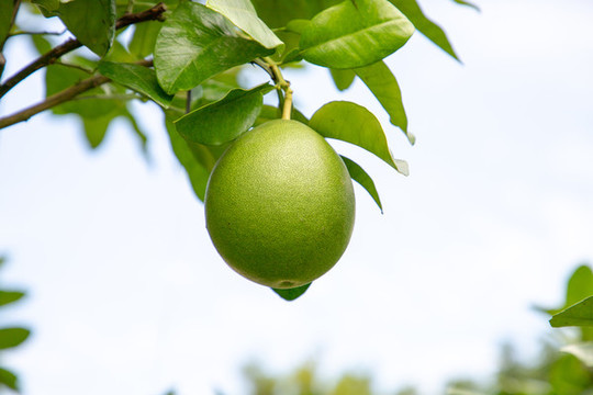 柚子樹(shù)