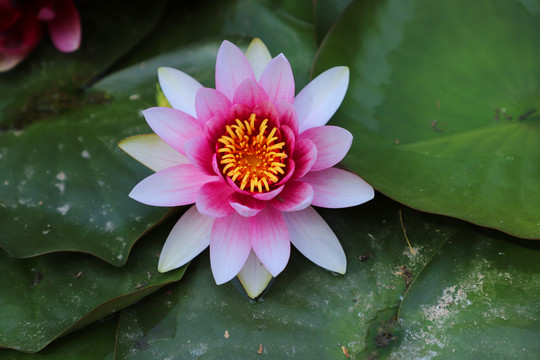 唯美蓮花