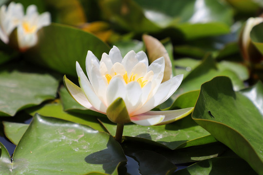 唯美蓮花