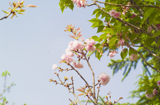 花草