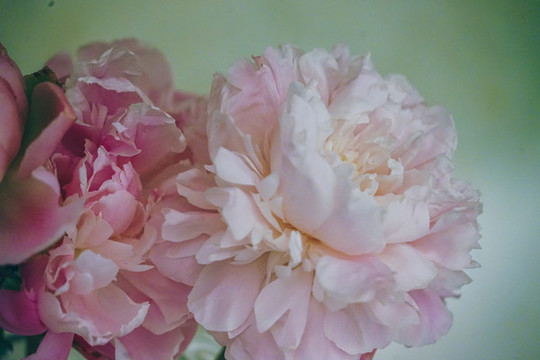 芍藥花