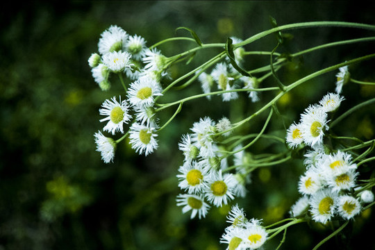 洋甘菊