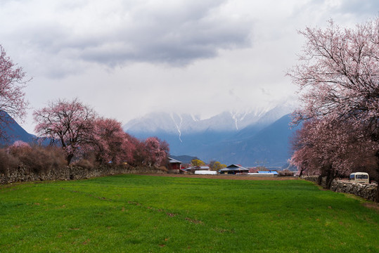 西藏波密桃花溝44