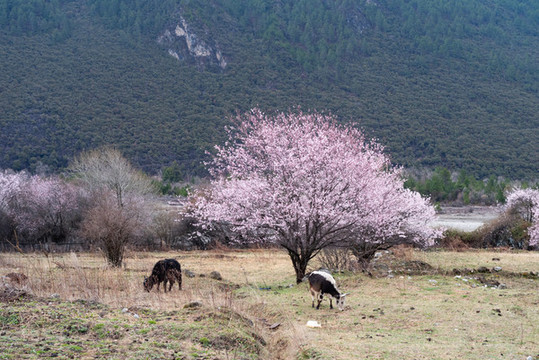 西藏波密桃花溝50