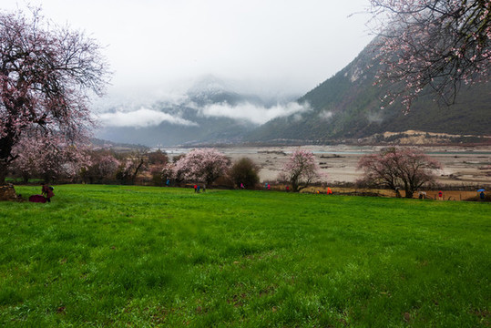 西藏波密桃花32